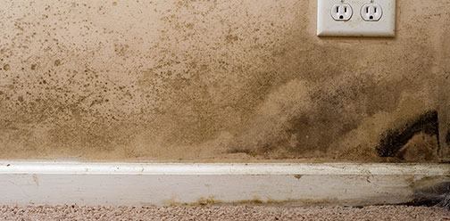 Mold Remediation